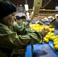 FRUIT PROCESSING PLANT